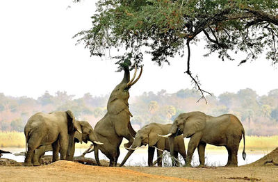 Bwindi National Park