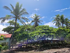 Playa Ostional