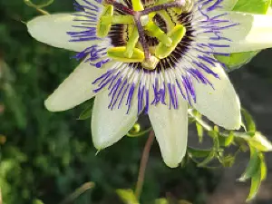 MY GARDEN ARC LES GRAY