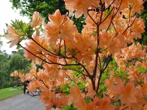 Queens Park