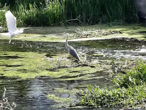 Scout Island