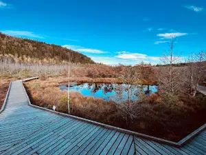 Tinovul Mohos