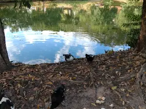 Duck's lake