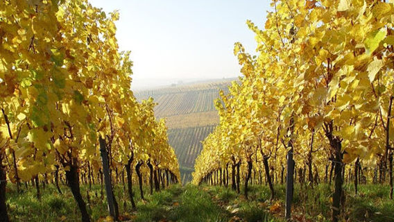 Alsace Wine Meyer Jean-Luc and Bruno