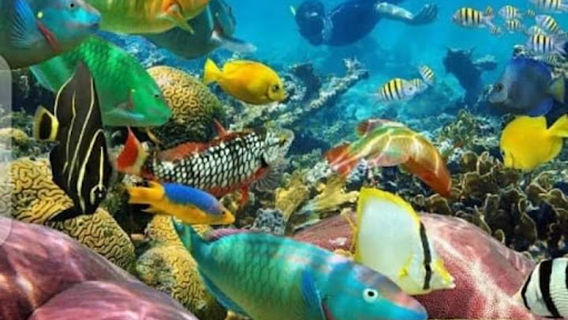 Mnemba island snorkeling tours