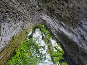 Árbol de la Paz