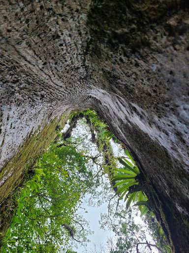 Árbol de la Paz