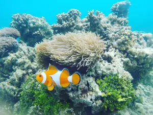 Sebesi Island