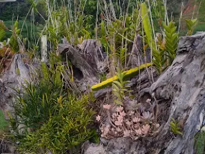 Sítio Recanto das Águas