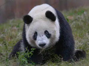 Qinling Giant Panda Foping Rescue and Breeding Research Base