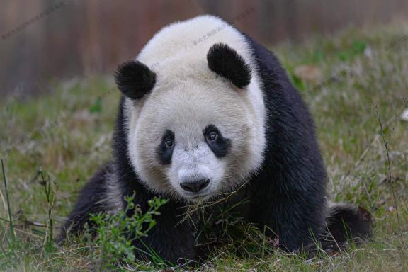 Qinling Giant Panda Foping Rescue and Breeding Research Base