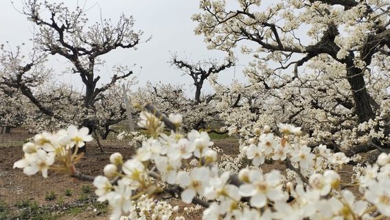 Pear Blossom Language Scenic Area