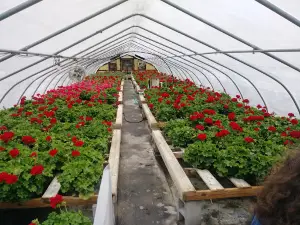 Duplin Nursery & Garden Center
