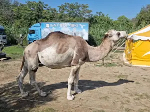 La mia vita è uno zoo - "La Favola Siamo Noi" - M. Faunistica