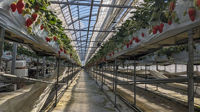 Lake Suwa Strawberry Gardens