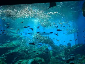 Sendai Umino-Mori Aquarium