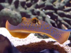 Sea Aquarium Bergen Aan Zee
