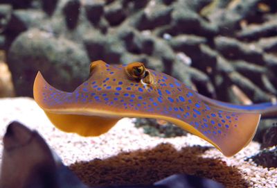 Sea Aquarium Bergen Aan Zee
