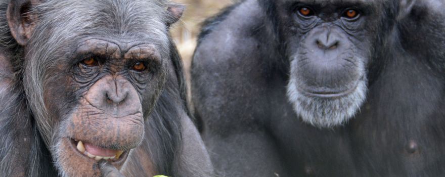 Monkey World - Ape Rescue Centre