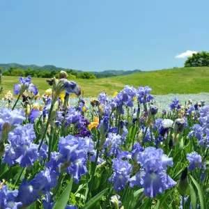 国営讃岐まんのう公園