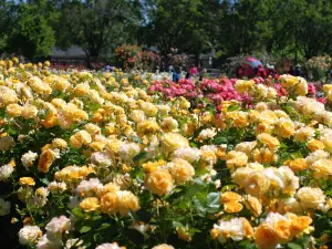Dạo thưởng hoa Phổ Biến Tại San Jose