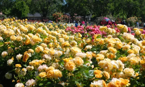 Municipal Rose Garden