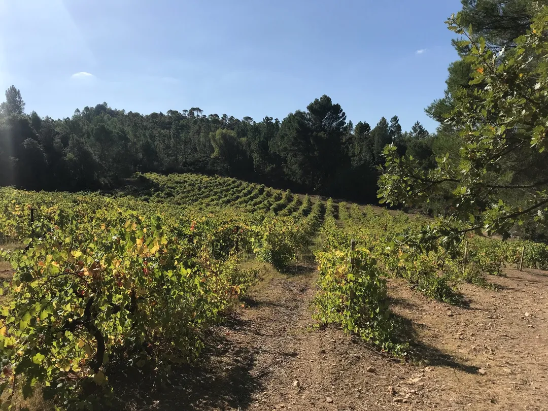 1_Domaine Saint Jean