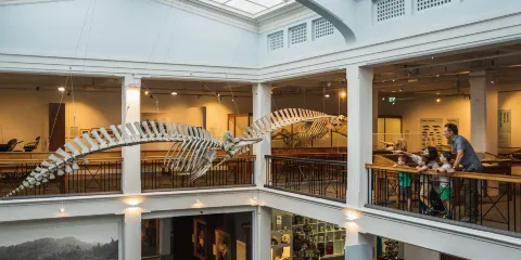 旺格努伊地區博物館