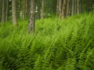 Marais de la Rivière aux Cerises