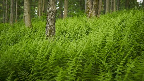 Marais de la Rivière aux Cerises