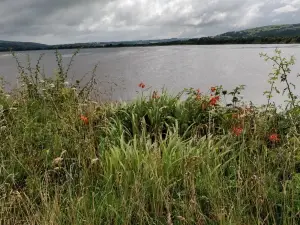 Inch Wildfowl Reserve