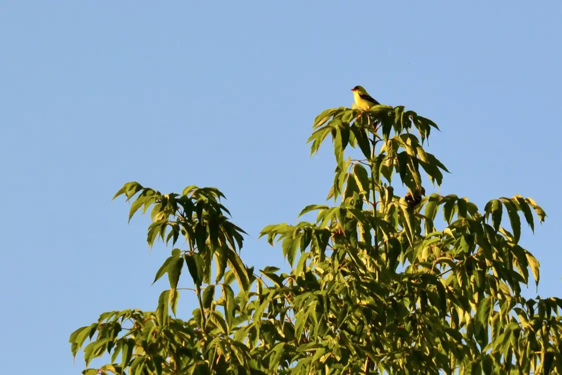 Hotels near Aurora Arboretum