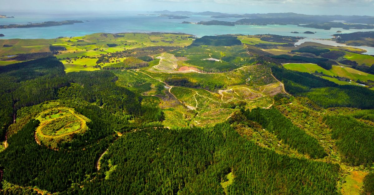 Waitangi Mountain Bike Park