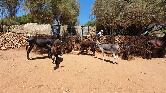 Menorca Donkey Rescue