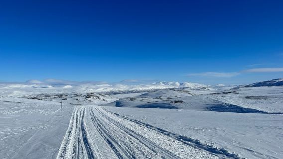 Outback Abisko