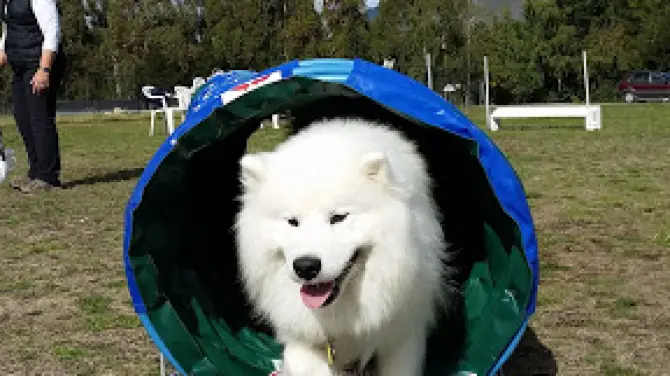 Wakatipu Dog Agility Club