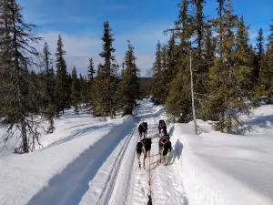 Husky Farm Veijejaur