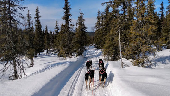 Husky Farm Veijejaur
