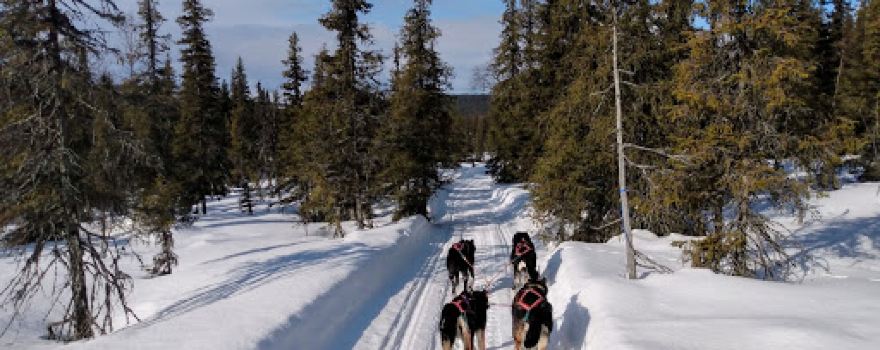 Husky Farm Veijejaur