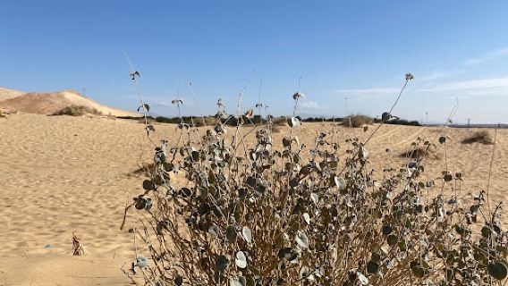 Dunes de sable