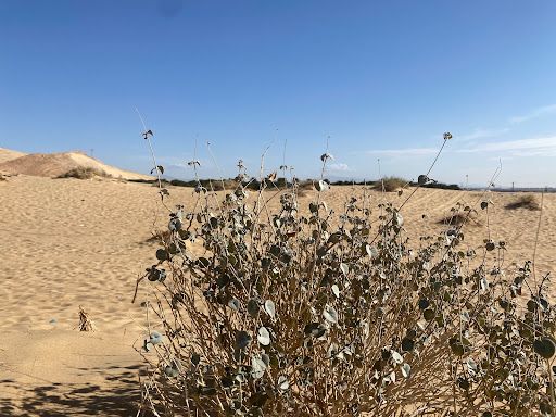 الكثبان الرملية