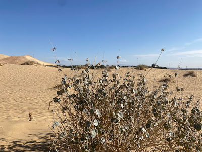 Dunes de sable