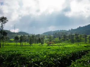 Mount Patuha
