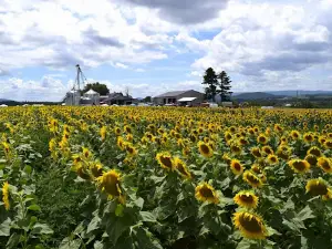 Brown Hill Farms