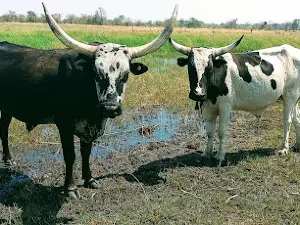 Mudumu Game Reserve