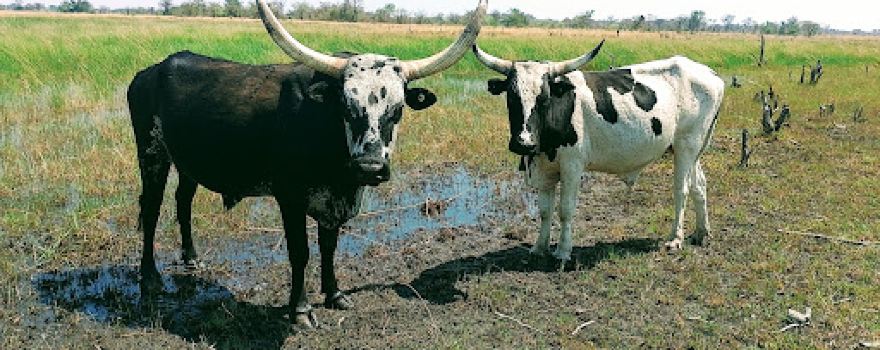 Mudumu Game Reserve