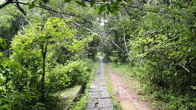 Réserve spéciale d'Analamazoatra