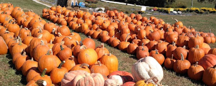 Cornucopia Farm