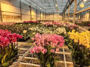 DBD Orchidea