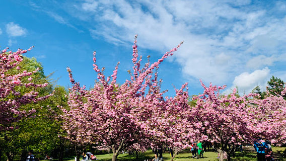 The Japanese Garden of Herăstrău Park